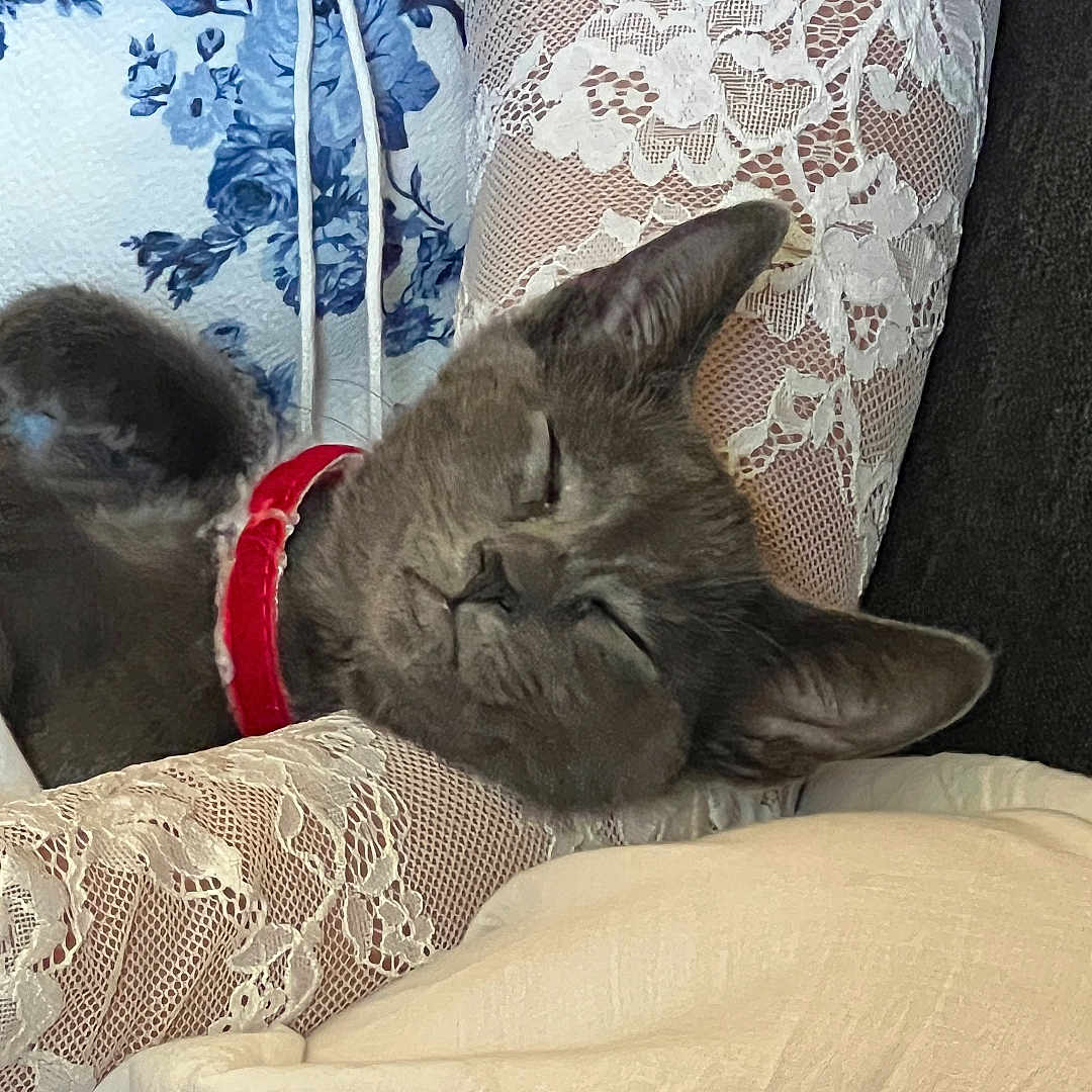 Mist is registered to the contest to win money with this photo: arm, blue_flower_pattern, cat, closeup, comfort, cozy, cuddle, domestic_animal, fur, gray_cat, human, indoor, lace_sleeve, nap, pet, red_collar, relaxation, resting, sleeping, soft_texture