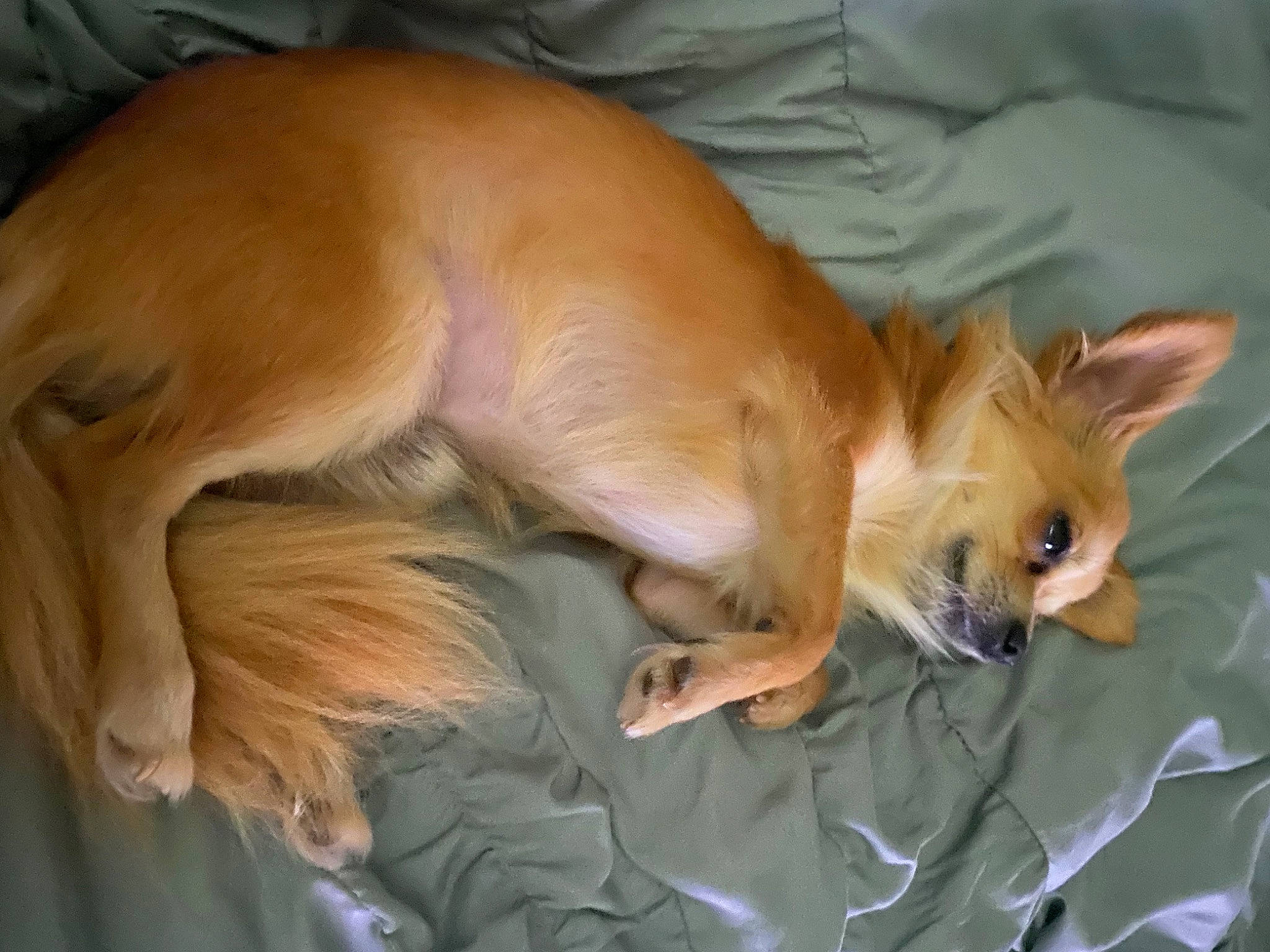 Mikey joined the competition — help win amazing prizes! canidae, carnivore, claw, comfort, companion_dog, corgi_chihuahua, dog, dog_breed, dog_supply, fawn, fur, liver, non_sporting_group, paw, snout, sporting_group, tail, terrestrial_animal, volpino_italiano, whiskers