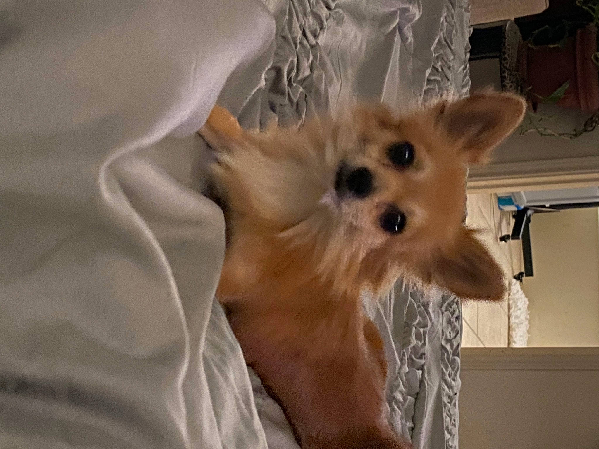 Mikey is registered to the contest to win money with this photo: bed, canidae, carnivore, comfort, companion_dog, dog, dog_breed, dog_supply, fawn, fur, non_sporting_group, small_terrier, snout, spitz, sporting_group, tail, terrestrial_animal, toy_dog, whiskers, working_animal