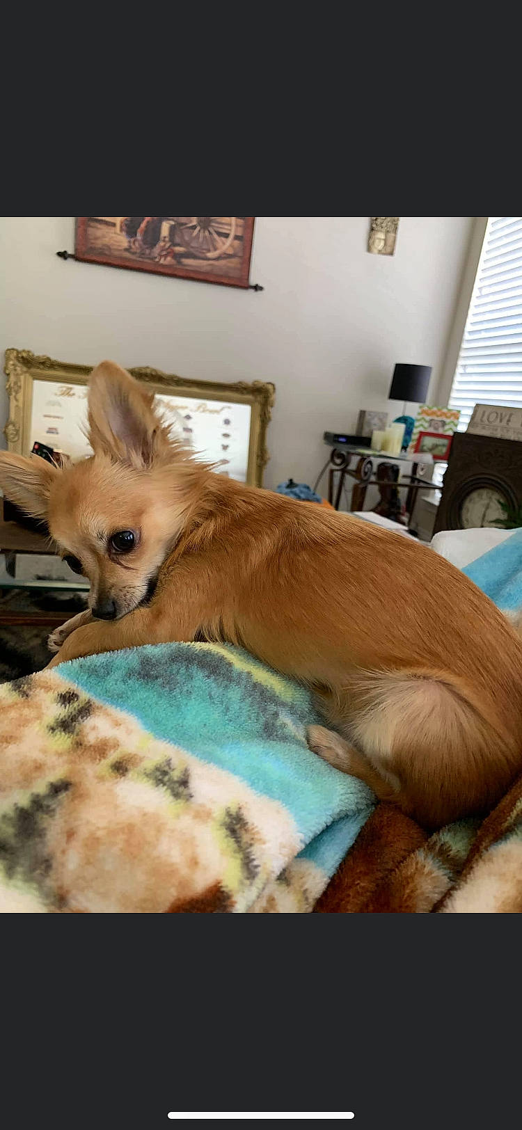 Mikey is registered to the contest to win money with this photo: canidae, carnivore, chihuahua, companion_dog, dog, dog_breed, fawn, mammal, pembroke_welsh_corgi, pomeranian, puppy, toy_dog