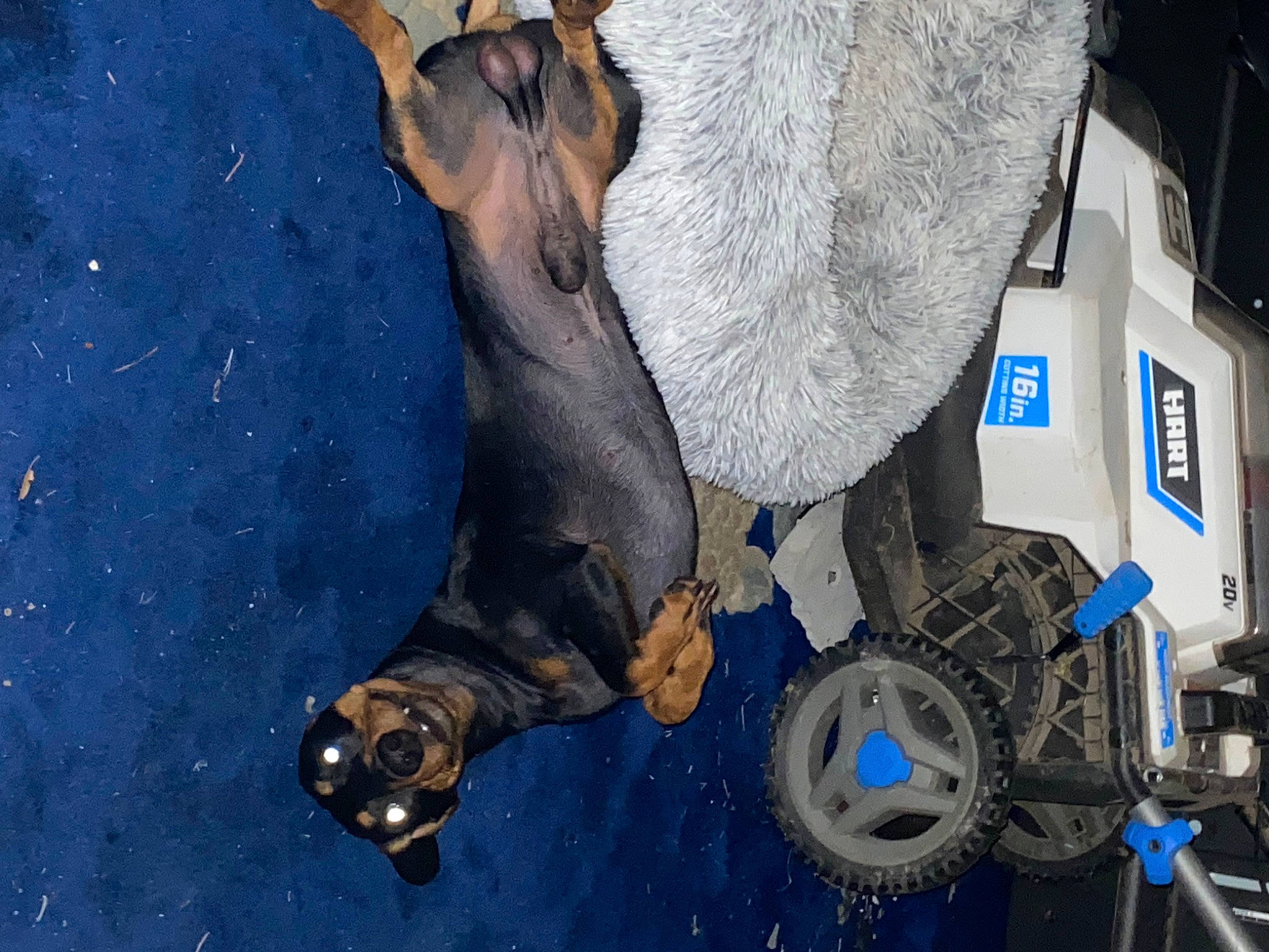 Marley joined the competition — help win amazing prizes! art, asphalt, auto_part, automotive_exterior, automotive_lighting, automotive_tire, automotive_wheel_system, bumper, electric_blue, fender, gas, hood, machine, mechanic, motor_vehicle, rim, tire, trunk, vehicle, wheel