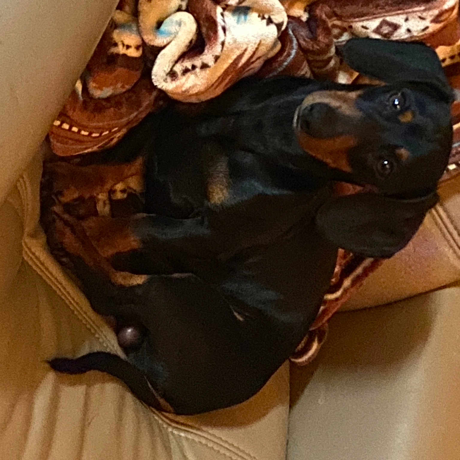 Marley joined the competition — help win amazing prizes! art, bridle, brown, canidae, carnivore, comfort, dog_breed, liver, metal, pack_animal, sculpture, sporting_group, terrestrial_animal, wood, working_animal