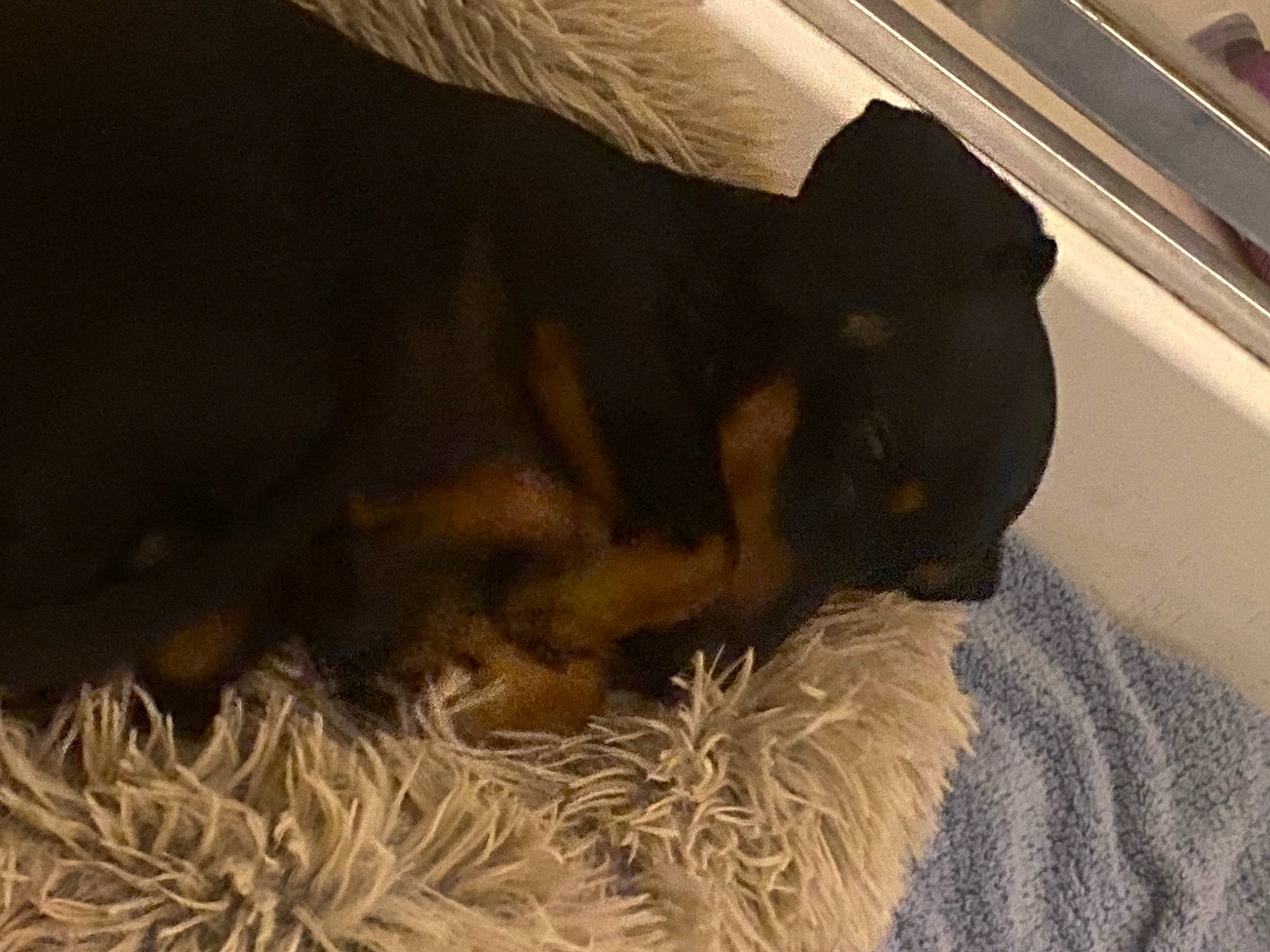 Marley is registered to the contest to win money with this photo: canidae, carnivore, comfort, companion_dog, dog, dog_breed, fawn, fur, guard_dog, hardwood, mammal, nap, paw, snout, sporting_group, tail, terrestrial_animal, tints_and_shades, vertebrate, whiskers