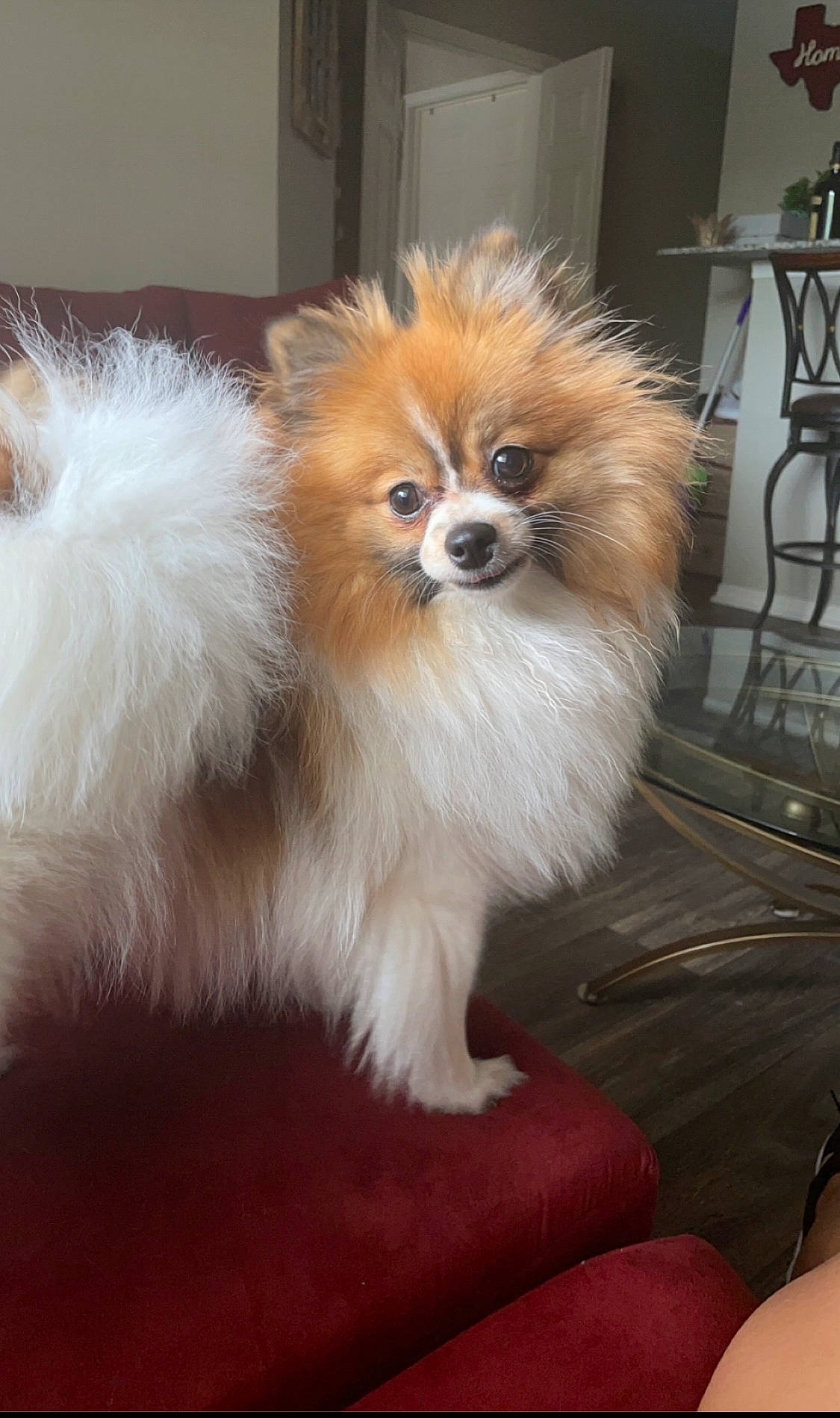 Dior joined the competition — help win amazing prizes! canidae, carnivore, chair, companion_dog, dog, dog_breed, dog_supply, fawn, fur, german_spitz, german_spitz_klein, liver, non_sporting_group, snout, spitz, sporting_group, stool, toy_dog, windscreen_wiper, working_animal