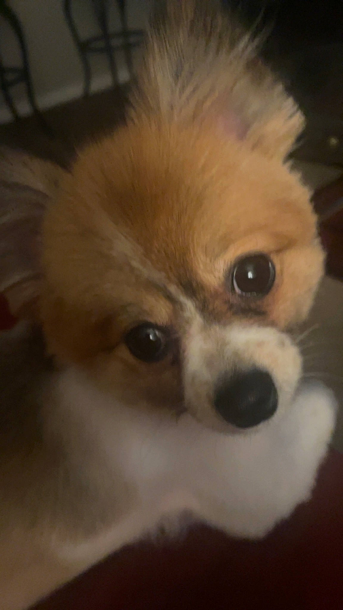 Dior joined the competition — help win amazing prizes! bored, canidae, carnivore, companion_dog, corgi_chihuahua, dog, dog_breed, ear, fawn, fur, non_sporting_group, puppy, small_greek_domestic_dog, sporting_group, terrestrial_animal, tibetan_spaniel, toy_dog, whiskers, working_animal