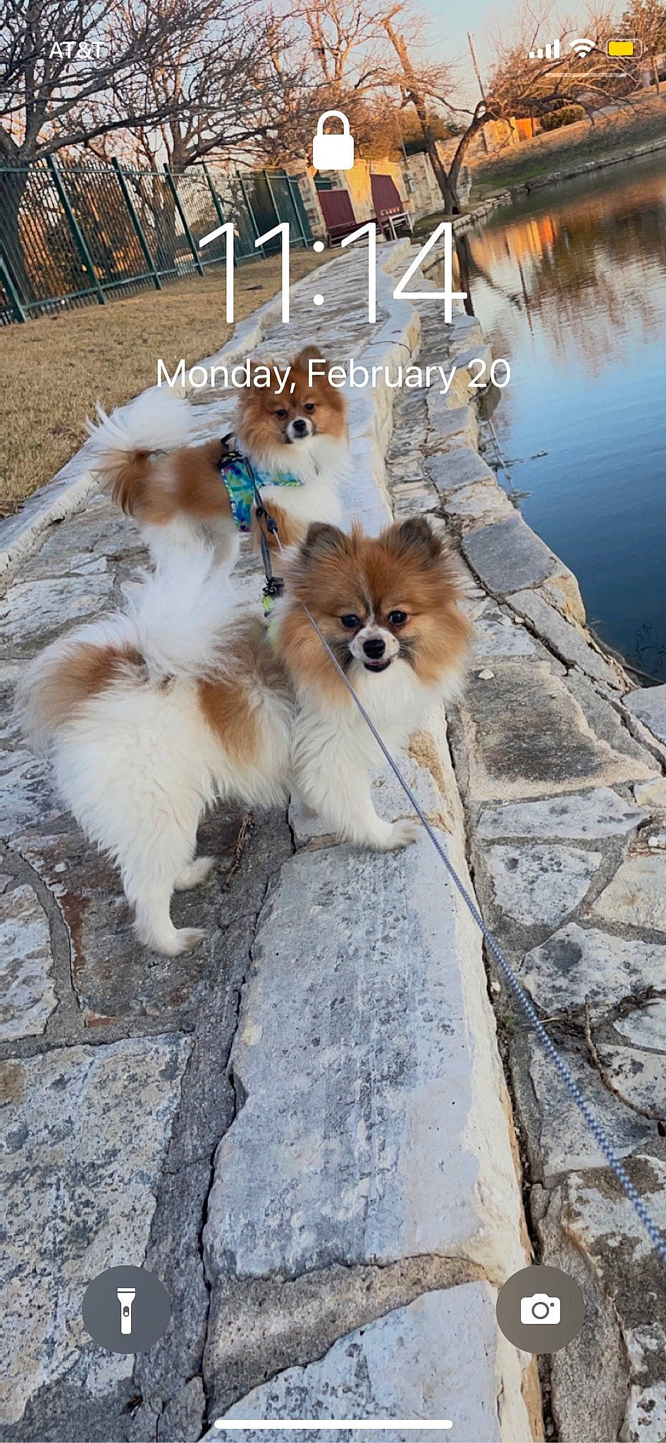 Dior is registered to the contest to win money with this photo: canidae, carnivore, collar, companion_dog, dog, dog_breed, fawn, felidae, fur, german_spitz, german_spitz_klein, german_spitz_mittel, small_to_medium_sized_cats, snout, spitz, sporting_group, tail, toy_dog, water, whiskers