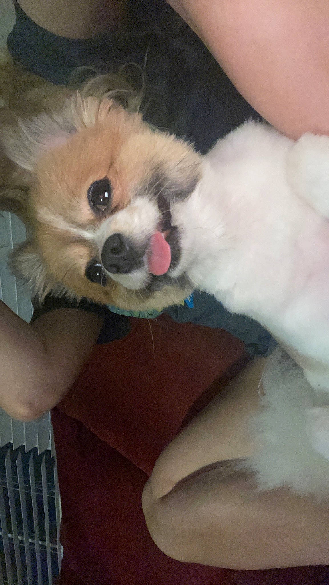 Dior joined the competition — help win amazing prizes! canidae, carnivore, chihuahua, comfort, companion_dog, dog, dog_breed, dog_supply, ear, fashion_accessory, fawn, fur, paw, puppy_love, snout, sporting_group, tail, toy_dog, whiskers, working_animal