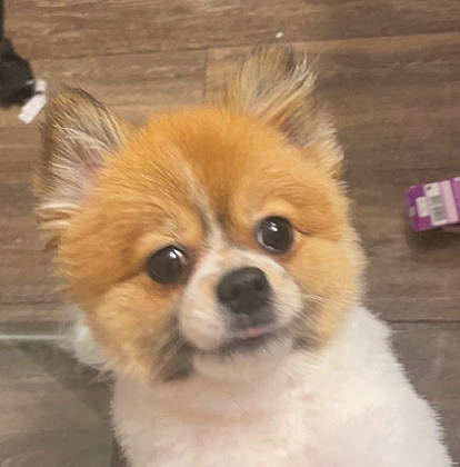 Dior joined the competition — help win amazing prizes! ancient_dog_breeds, canidae, carnivore, companion_dog, corgi_chihuahua, dog, dog_breed, fawn, fur, liver, non_sporting_group, snout, sporting_group, terrestrial_animal, toy_dog, whiskers, working_animal