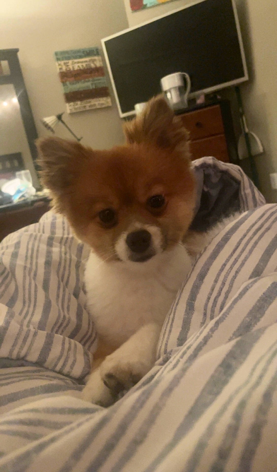 Coco joined the competition — help win amazing prizes! carnivore, comfort, companion_dog, computer_keyboard, computer_monitor, dog, dog_breed, dog_supply, fawn, fur, home_appliance, office_supplies, picture_frame, snout, sporting_group, television, terrestrial_animal, toy_dog, whiskers, working_animal