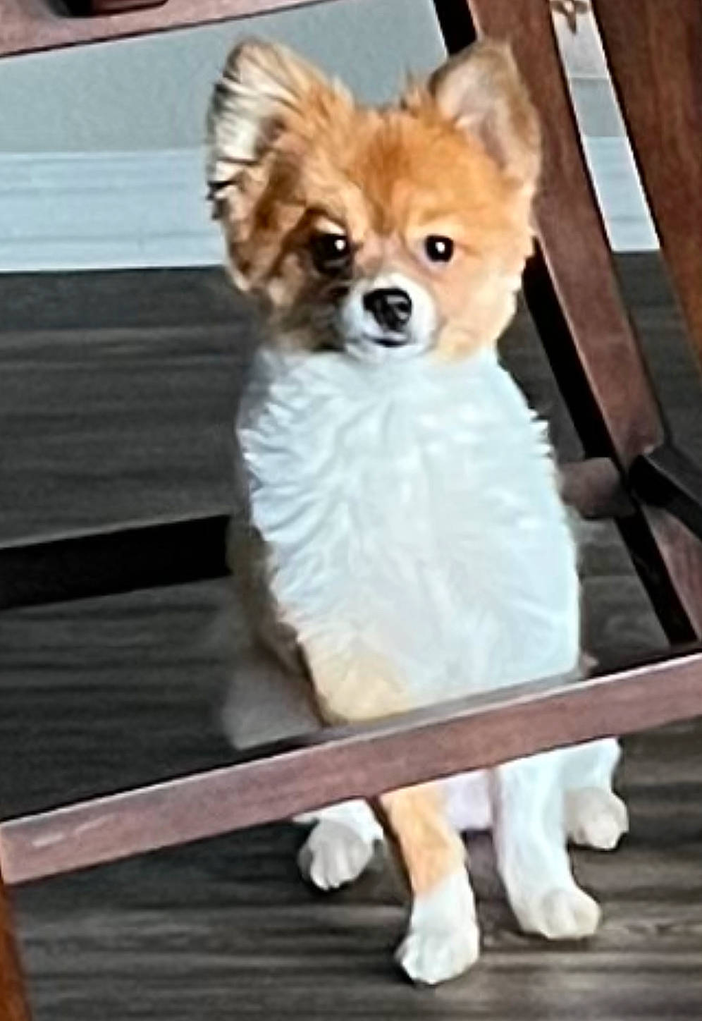 Coco joined the competition — help win amazing prizes! canidae, carnivore, companion_dog, dog, dog_breed, dog_supply, fawn, fur, non_sporting_group, pomeranian, puppy, snout, spitz, sporting_group, tail, terrestrial_animal, toy_dog, whiskers, wood, working_animal