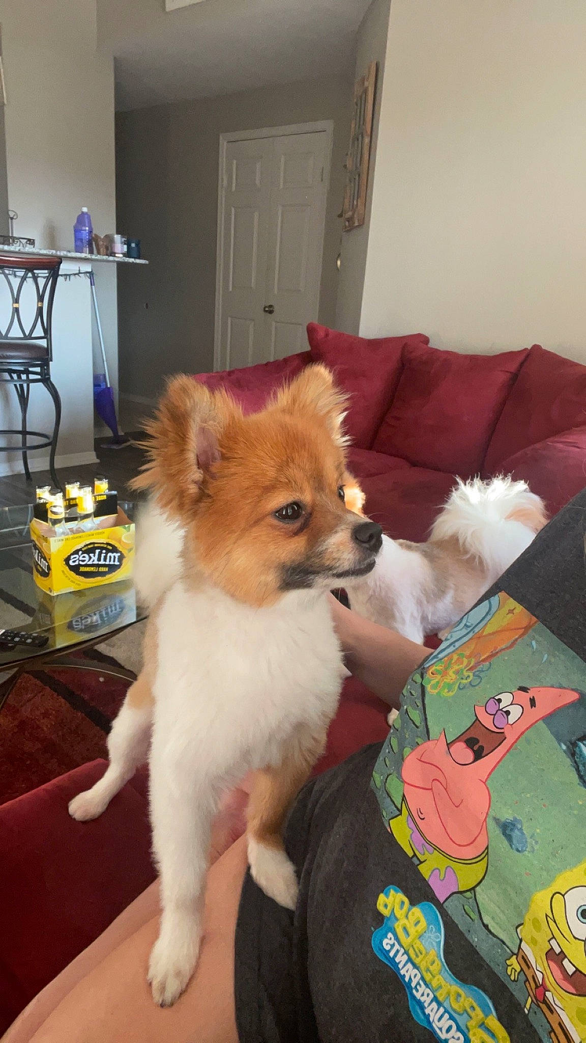 Coco is registered to the contest to win money with this photo: canidae, carnivore, chair, comfort, companion_dog, corgi_chihuahua, dog, dog_breed, dog_supply, door, fawn, fur, furniture, non_sporting_group, snout, sporting_group, tail, toy_dog, whiskers, working_animal