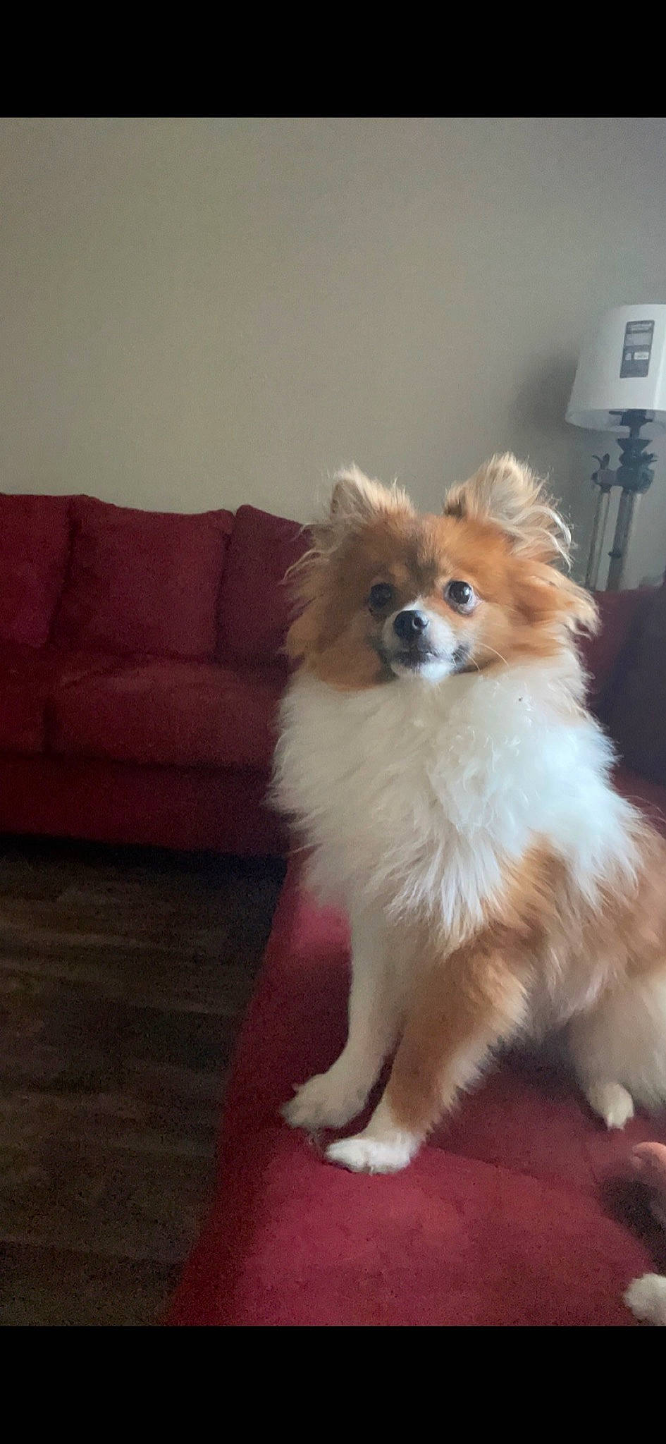 Coco joined the competition — help win amazing prizes! canidae, carnivore, companion_dog, couch, dog, dog_breed, fawn, fur, german_spitz, german_spitz_klein, german_spitz_mittel, hardwood, pomeranian, sofa_bed, spitz, studio_couch, toy_dog, volpino_italiano, whiskers, working_animal