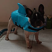 Voyou a rejoint le concours — aidez-le/la à gagner de superbes lots ! dog, costume, shark_costume, pet, indoor, floor, tile_floor, animal, black_and_white, small_dog, french_bulldog, ears, standing, looking, household_items, background, light_shadow, cute, playful, domestic