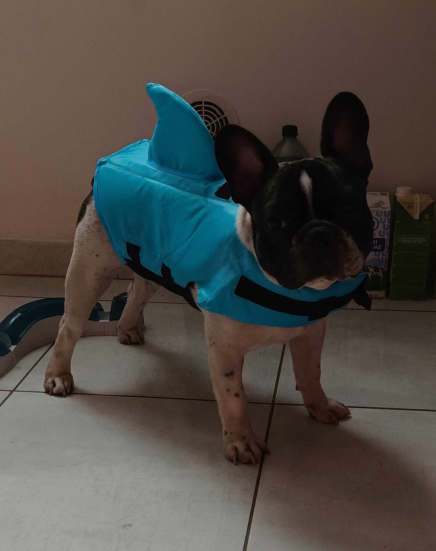 Voyou a rejoint le concours — aidez-le/la à gagner de superbes lots ! dog, costume, shark_costume, pet, indoor, floor, tile_floor, animal, black_and_white, small_dog, french_bulldog, ears, standing, looking, household_items, background, light_shadow, cute, playful, domestic