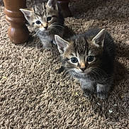 Wasabi And Koneko joined the competition — help win amazing prizes! animal, carpet, cat, chair_legs, curious, cute, domestic_animal, eyes, feline, floor, fur, indoor, kitten, pet, small, tabby, two_animals, whiskers, wooden_furniture, young