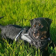 Stitch participe au concours pour gagner de l'argent avec cette photo : dog, rottweiler, grass, field, outdoor, pet, animal, canine, sunlight, nature, leash, harness, black_dog, alert, portrait, summer, greenery, grassland, daytime, mammal