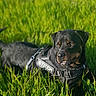 dog, rottweiler, grass, field, outdoor, pet, animal, canine, sunlight, nature, leash, harness, black_dog, alert, portrait, summer, greenery, grassland, daytime, mammal