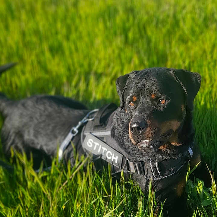 Stitch participe au concours pour gagner de l'argent avec cette photo : dog, rottweiler, grass, field, outdoor, pet, animal, canine, sunlight, nature, leash, harness, black_dog, alert, portrait, summer, greenery, grassland, daytime, mammal