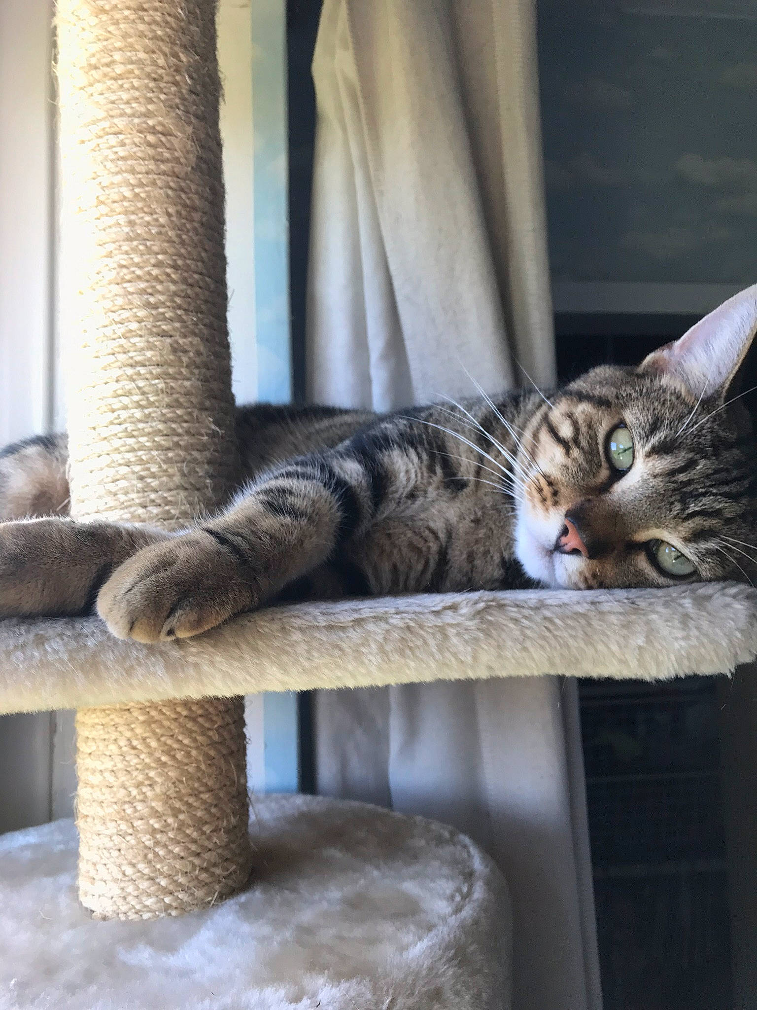 Stampy joined the competition — help win amazing prizes! carnivore, cat, cat_furniture, cat_supply, curtain, domestic_short_haired_cat, fawn, felidae, fur, grey, paw, pet_supply, small_to_medium_sized_cats, snout, tabby_cat, tail, terrestrial_animal, vertebrate, whiskers, window_treatment