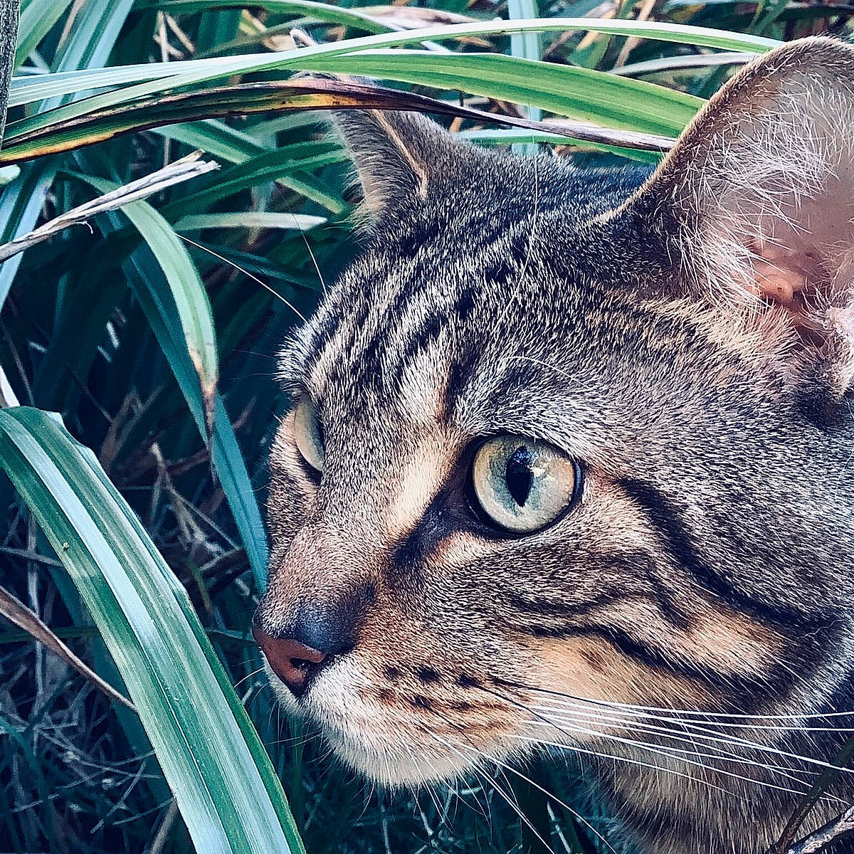 Stampy joined the competition — help win amazing prizes! carnivore, cat, domestic_short_haired_cat, felidae, fur, grass_family, iris, organism, perennial_plant, plant_stem, small_to_medium_sized_cats, snout, tabby_cat, terrestrial_animal, vertebrate, whiskers