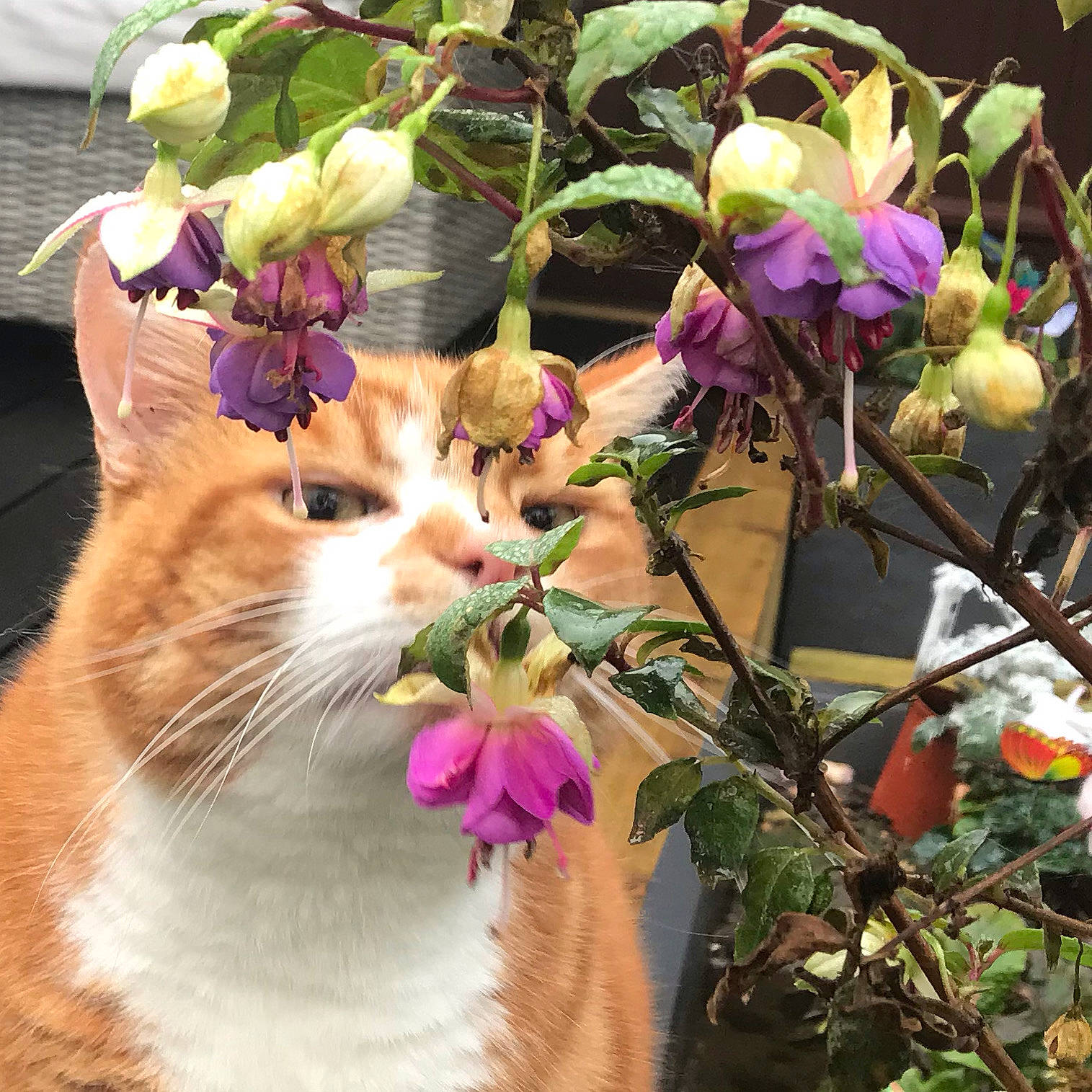 Rossi is registered to the contest to win money with this photo: blossom, botany, branch, bud, carnivore, cat, domestic_short_haired_cat, felidae, flower, fur, pedicel, petal, pink, plant_stem, purple, small_to_medium_sized_cats, spring, twig, violet, whiskers
