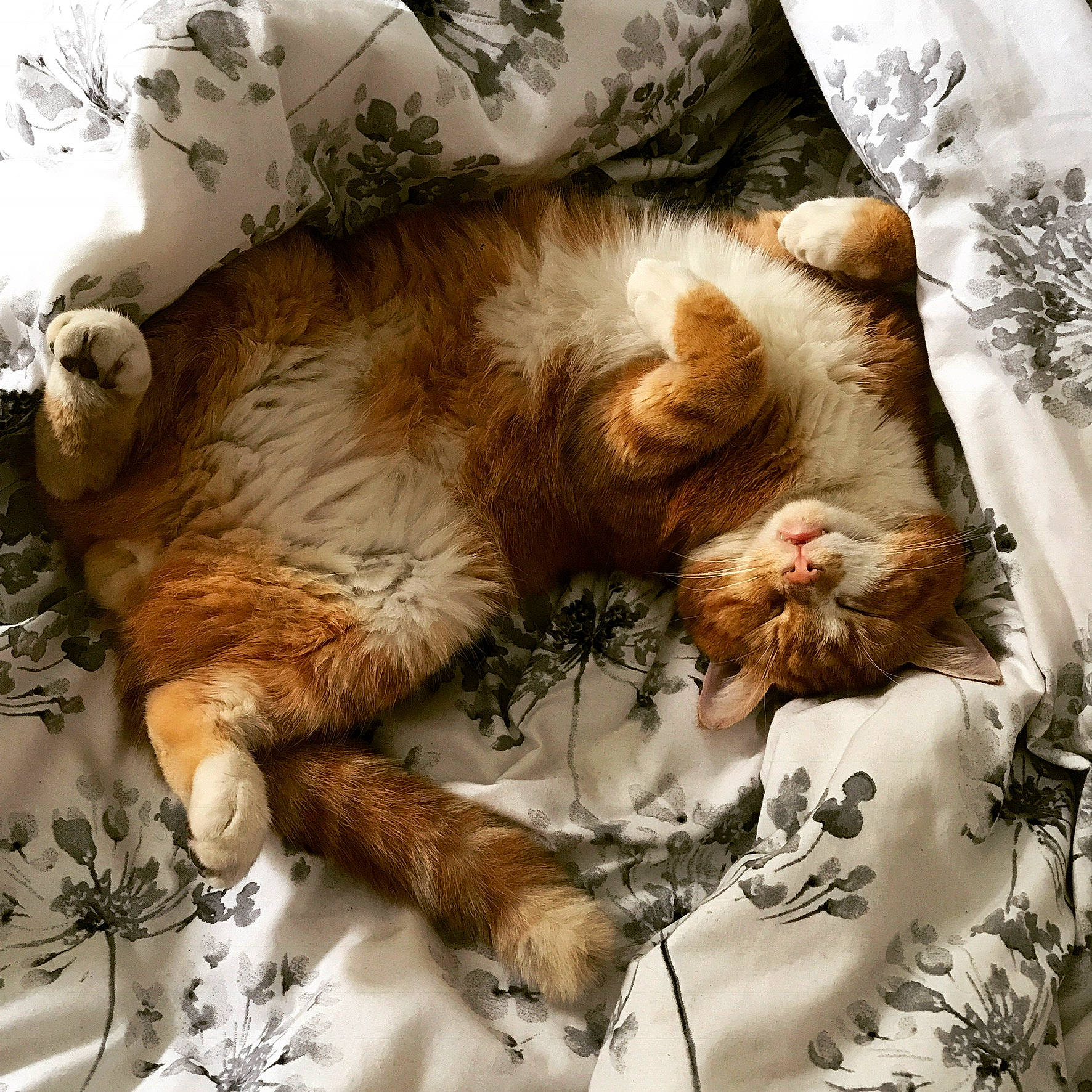 Rossi is registered to the contest to win money with this photo: carnivore, cat, comfort, felidae, fur, home_accessories, linens, nap, organism, paw, sleep, small_to_medium_sized_cats, whiskers