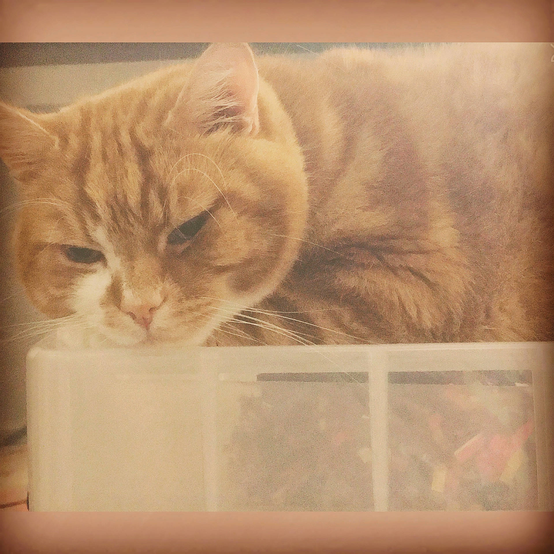 Rossi is registered to the contest to win money with this photo: carnivore, cat, domestic_short_haired_cat, fawn, felidae, pet_supply, small_to_medium_sized_cats, snout, whiskers