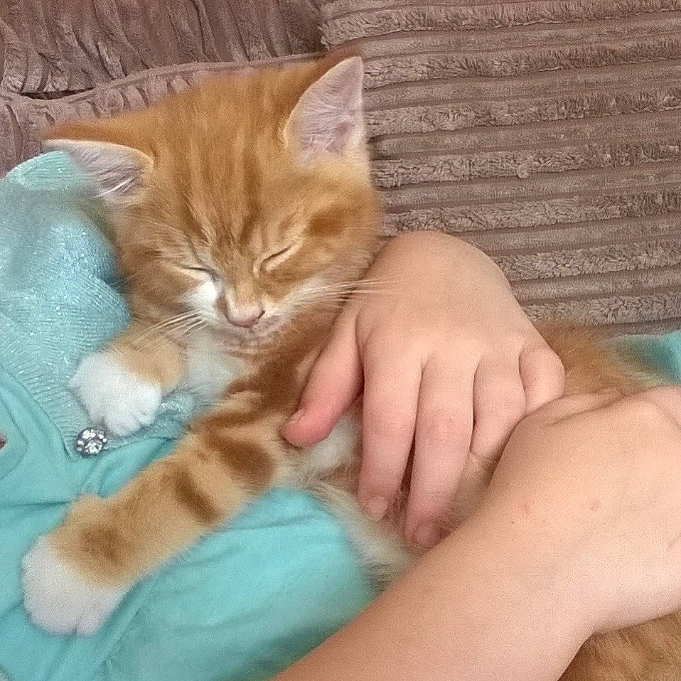 Rossi joined the competition — help win amazing prizes! aqua, carnivore, cat, comfort, domestic_short_haired_cat, felidae, fur, kitten, linens, nail, paw, small_to_medium_sized_cats, tabby_cat, teal, toe, turquoise, whiskers, wrist