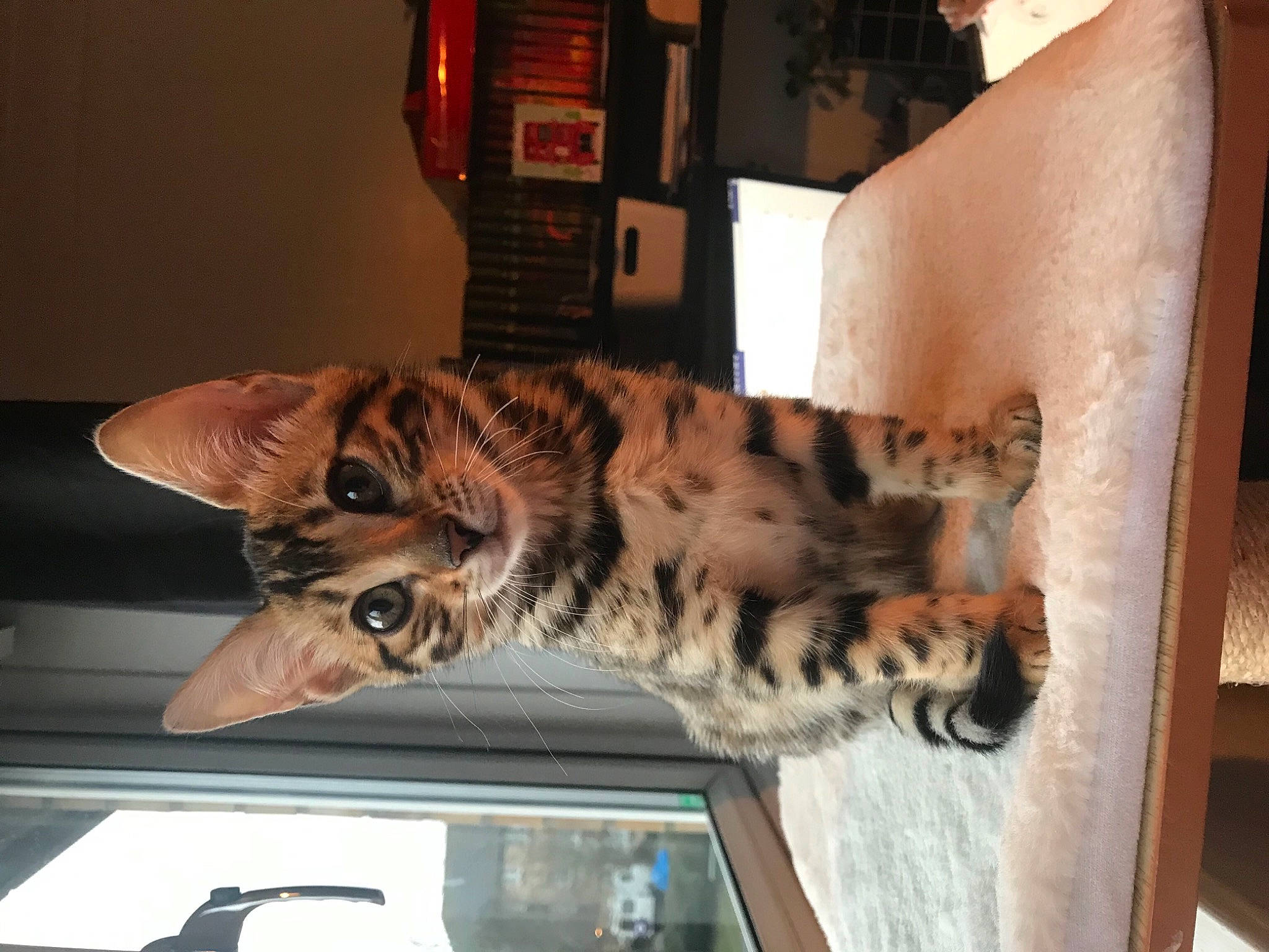 Autumn joined the competition — help win amazing prizes! carnivore, cat, display_device, domestic_short_haired_cat, felidae, flat_panel_display, fur, paw, small_to_medium_sized_cats, snout, tabby_cat, tail, terrestrial_animal, toe, vertebrate, whiskers, windshield