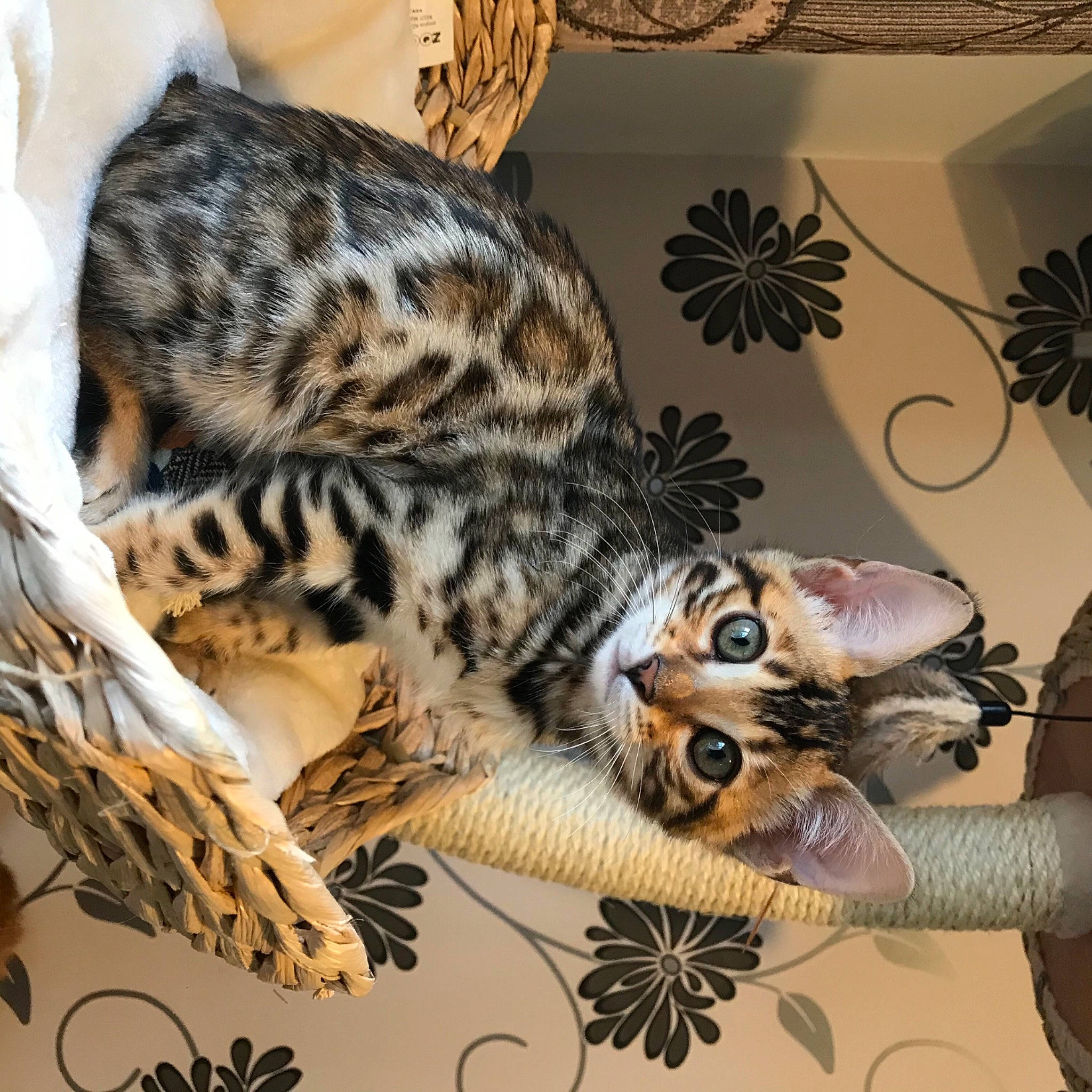 Autumn joined the competition — help win amazing prizes! basket, carnivore, cat, cat_supply, claw, domestic_short_haired_cat, felidae, fur, kitten, natural_material, pet_supply, savannah, small_to_medium_sized_cats, snout, tabby_cat, terrestrial_animal, vertebrate, whiskers