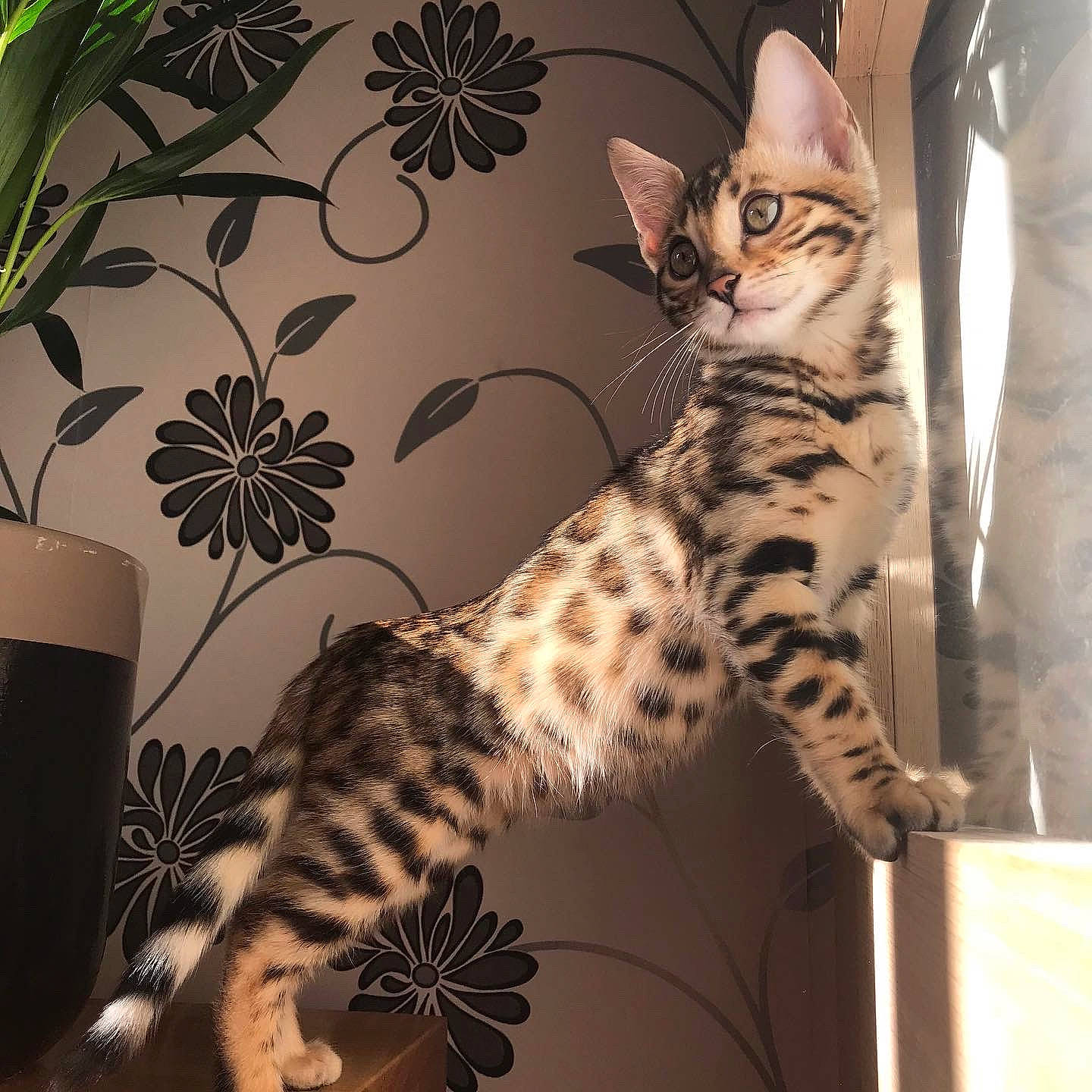 Autumn is registered to the contest to win money with this photo: ale, beer_glass, black_drink, carnivore, cat, ceramic, drink, felidae, fur, liqueur_coffee, organism, paw, small_to_medium_sized_cats, snout, stout, tail, terrestrial_animal, toe, vertebrate, whiskers