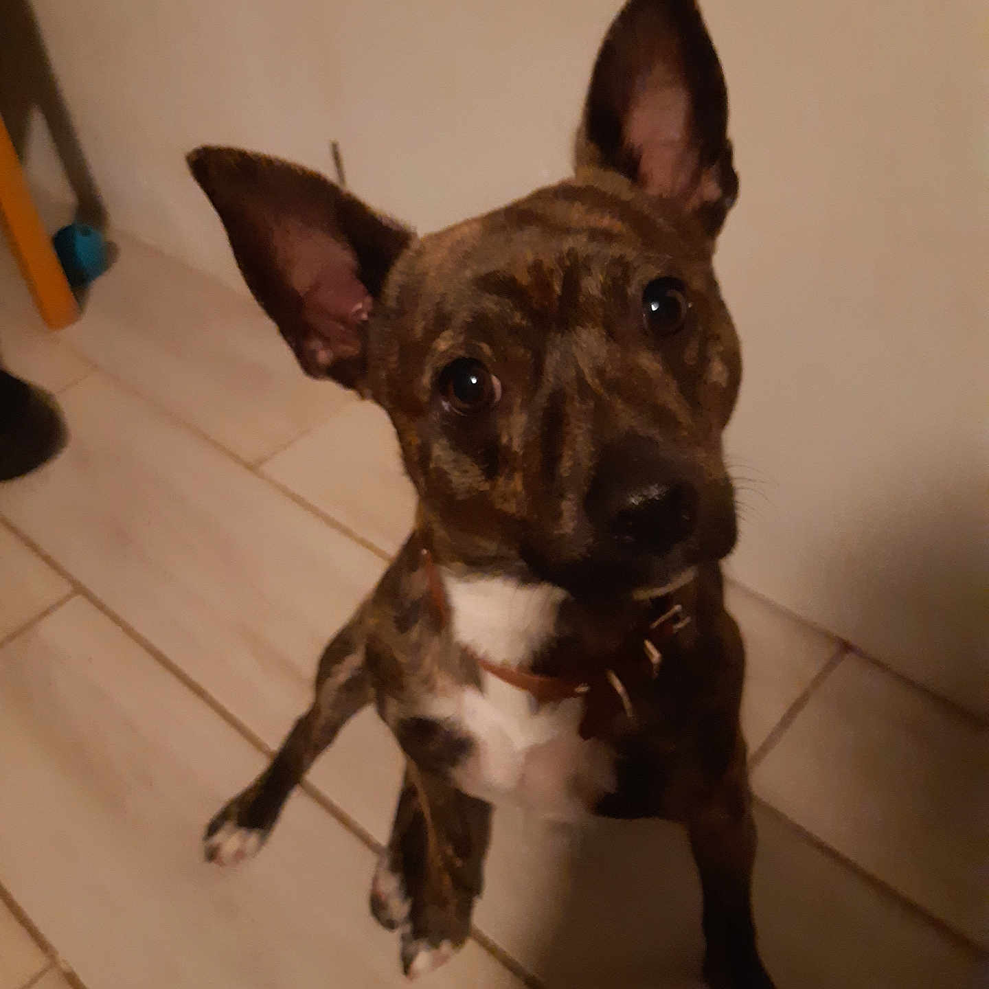 Tango participe au concours pour gagner de l'argent avec cette photo : accessories, animal, bostonbull, boxer, bulldog, canine, chihuahua, dog, frenchbulldog, hardwood, hound, labradorretriever, pet, pitbull, plywood, puppy, snout, strap, terrier, wood
