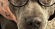 Rosie is registered to the contest to win money with this photo: animal, brown, canine, carpet, closeup, companion, cute, dog, ears, eyes, face, friendly, fur, glasses, hand, indoor, muzzle, pet, portrait, tattoo