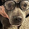 Rosie is registered to the contest to win money with this photo: dog, glasses, pet, face, animal, indoor, carpet, tattoo, hand, brown, cute, portrait, closeup, friendly, muzzle, ears, eyes, fur, canine, companion