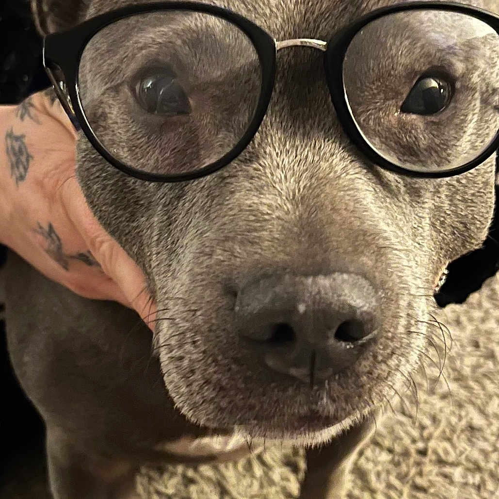 Rosie is registered to the contest to win money with this photo: dog, glasses, pet, face, animal, indoor, carpet, tattoo, hand, brown, cute, portrait, closeup, friendly, muzzle, ears, eyes, fur, canine, companion