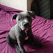 Rosie joined the competition — help win amazing prizes! puppy, dog, gray_dog, bed, purple_bedspread, indoor, cute, pet, animal, young_dog, fur, sitting, looking_up, ears, snout, whiskers, paw, cozy, domestic, companion