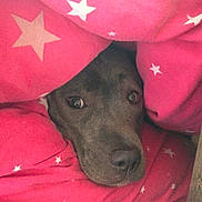 Rosie is registered to the contest to win money with this photo: animal, blanket, closeup, comfort, cozy, curious, cute, dog, expression, face, fur, indoor, pet, pink, portrait, resting, snuggle, soft, star_pattern, warm