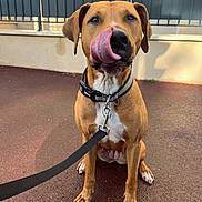 Eywa participe au concours pour gagner de l'argent avec cette photo : dog, leash, collar, pavement, outdoor, pet, canine, tongue, sitting, brown, white_chest, ears, nails, fence, wall, daylight, shadow, closeup, animal, cute
