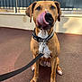 dog, leash, collar, pavement, outdoor, pet, canine, tongue, sitting, brown, white_chest, ears, nails, fence, wall, daylight, shadow, closeup, animal, cute