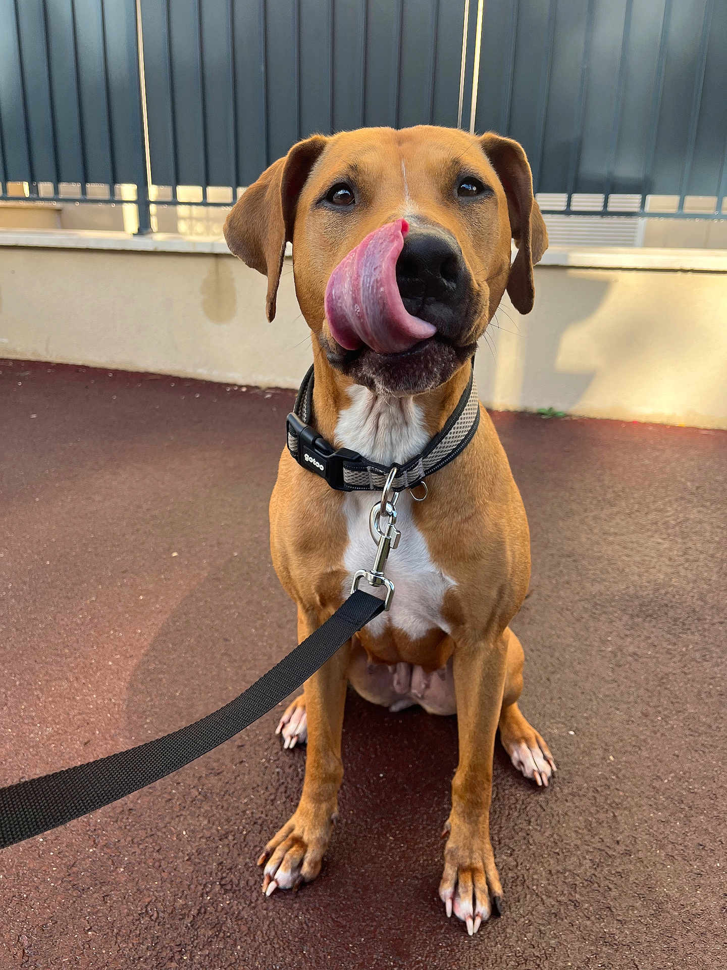 Eywa participe au concours pour gagner de l'argent avec cette photo : dog, leash, collar, pavement, outdoor, pet, canine, tongue, sitting, brown, white_chest, ears, nails, fence, wall, daylight, shadow, closeup, animal, cute