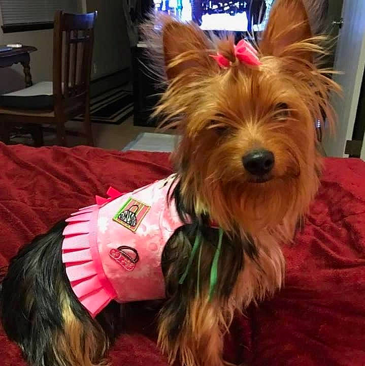 Chloe is registered to the contest to win money with this photo: biewer_terrier, canidae, carnivore, companion_dog, dog, dog_breed, dog_supply, event, fashion_accessory, fawn, fur, holiday, liver, small_terrier, snout, sporting_group, terrier, toy_dog, working_animal, yorkipoo