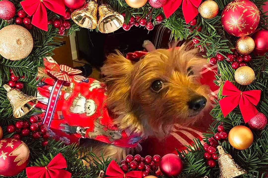 Chloe is registered to the contest to win money with this photo: art, carnivore, christmas, christmas_decoration, christmas_eve, christmas_ornament, christmas_tree, companion_dog, dog, dog_breed, event, fawn, grass, holiday, holiday_ornament, interior_design, ornament, snout, sporting_group, toy_dog