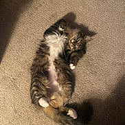 Iris joined the competition — help win amazing prizes! belly_up, carpet, cat, ears, fluffy, furry, indoor, kitten, long_hair, lying_down, pet, pink_belly, relaxed, shadow, sunlight, tabby, tail, warm_lighting, whiskers, white_paws