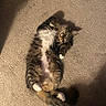 belly_up, carpet, cat, ears, fluffy, furry, indoor, kitten, long_hair, lying_down, pet, pink_belly, relaxed, shadow, sunlight, tabby, tail, warm_lighting, whiskers, white_paws