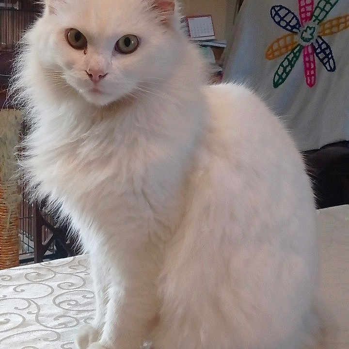 Shah Mallow a rejoint le concours — aidez-le/la à gagner de superbes lots ! animal, cat, closeup, cozy, curious, domestic, embroidery, face, feline, flower_pattern, fluffy, fur, heterochromia, indoor, pet, portrait, sitting, table, tablecloth, white_cat