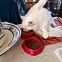 Shah Mallow a rejoint le concours — aidez-le/la à gagner de superbes lots ! animal, cat, cute, domestic_cat, feline, fluffy, food_bowl, fur, household, indoor, kibble, paw, pet, relaxed, stretching, table, tablecloth, towel, water_bowl, white_cat