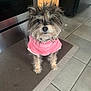 dog, pet, small_dog, pink_sweater, scruffy, curious, indoor, kitchen, mat, tiled_floor, appliance, fur, cute, looking_up, animal, domestic_animal, canine, floor, portrait, young