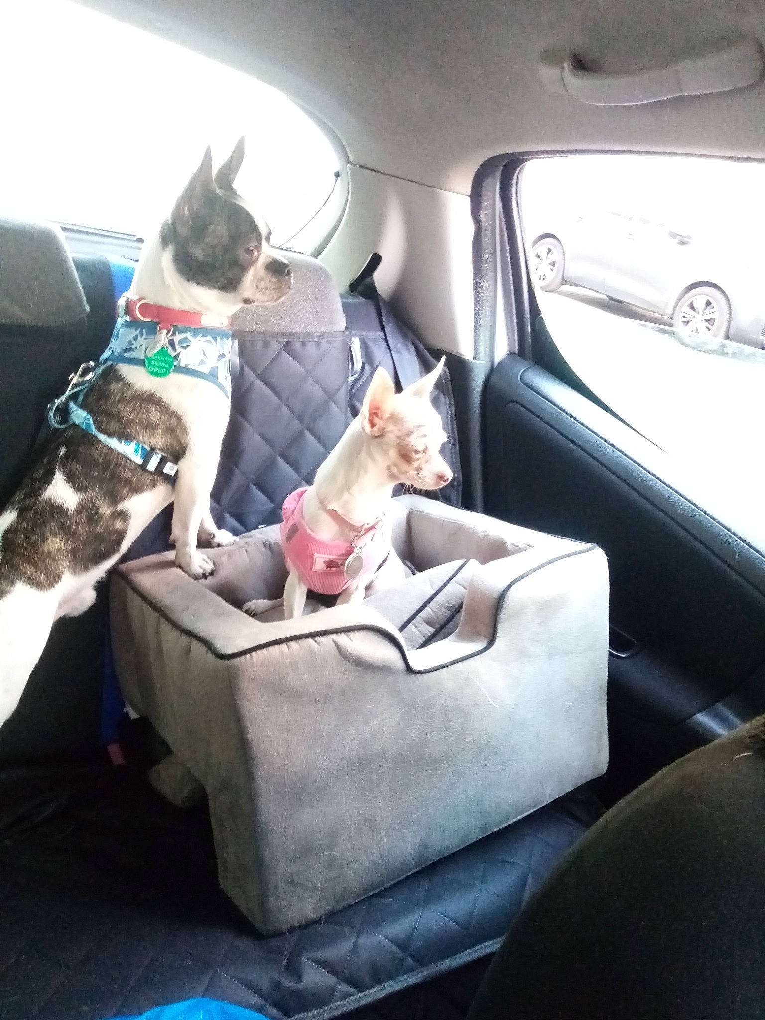Junior participe au concours pour gagner de l'argent avec cette photo : automotive_exterior, car_seat, car_seat_cover, carnivore, collar, comfort, companion_dog, dog, dog_breed, fawn, felidae, head_restraint, mammal, motor_vehicle, small_to_medium_sized_cats, vehicle, vehicle_door, vertebrate, wheel, window