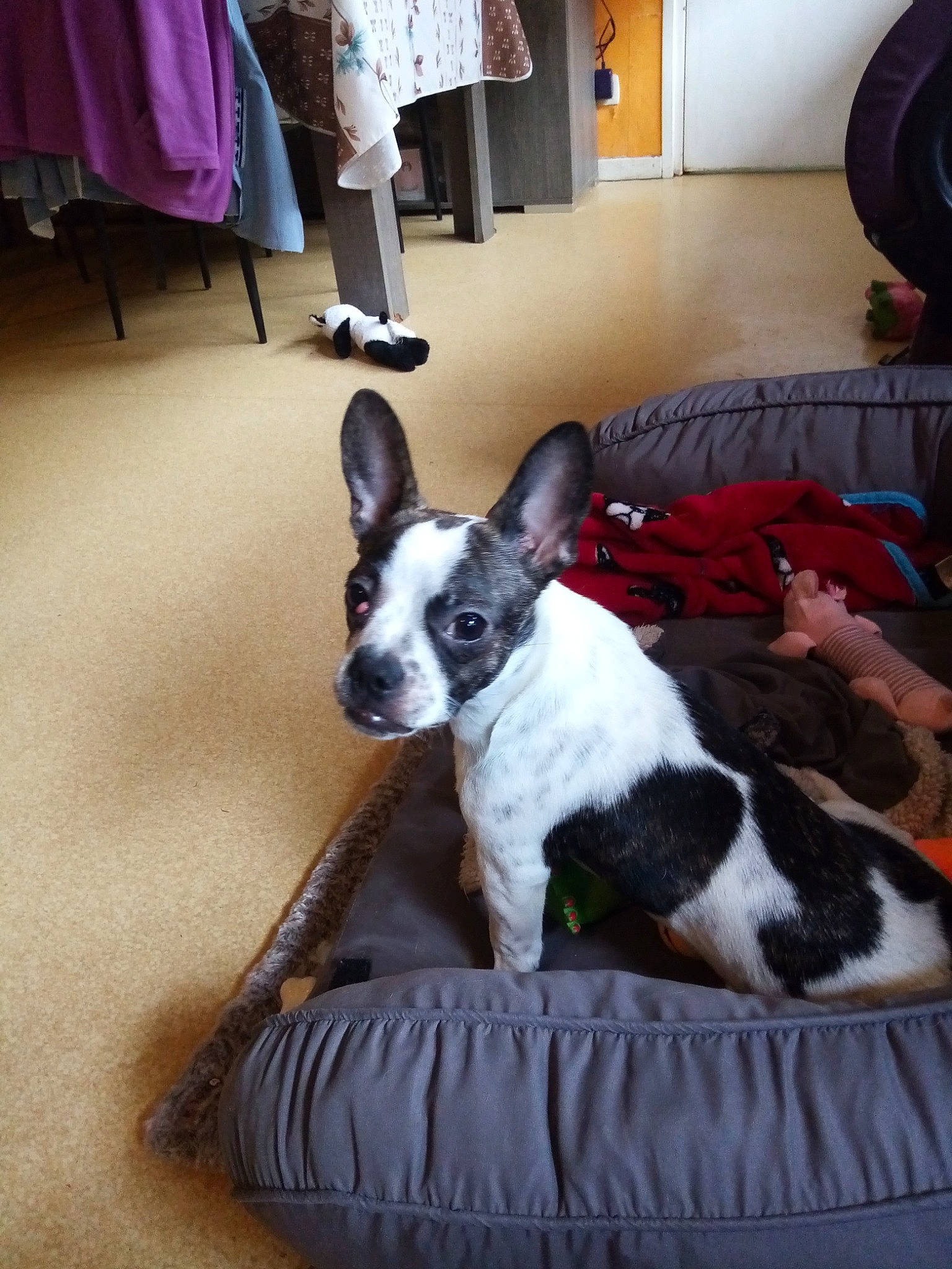 Junior a rejoint le concours — aidez-le/la à gagner de superbes lots ! carnivore, chair, collar, comfort, companion_dog, dog, dog_breed, dog_supply, fawn, flooring, furniture, hardwood, linens, picture_frame, snout, tail, terrier, whiskers, wood, working_animal