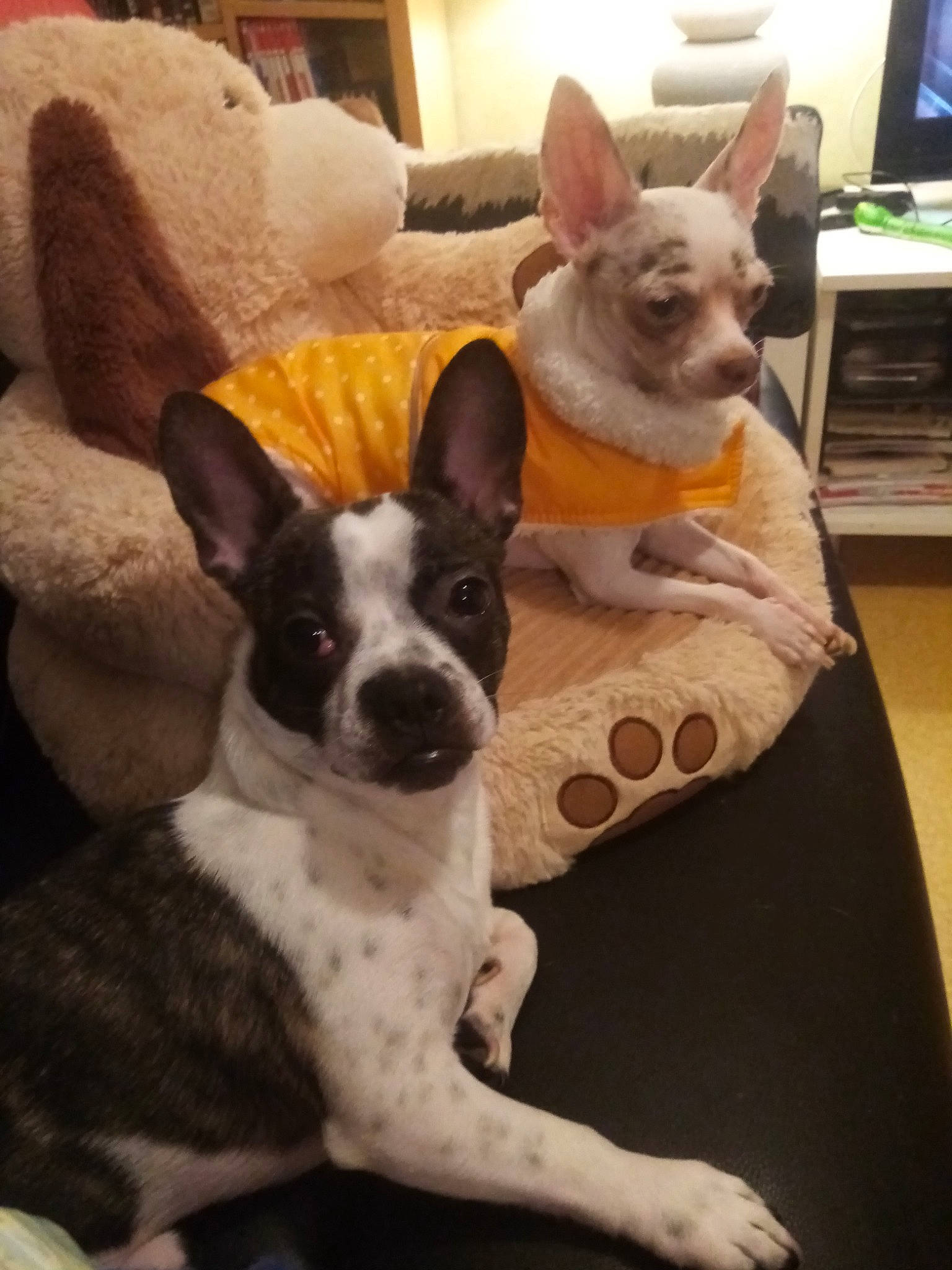 Junior participe au concours pour gagner de l'argent avec cette photo : canidae, carnivore, comfort, companion_dog, dog, dog_breed, ear, fawn, home_appliance, houseplant, non_sporting_group, room, snout, sporting_group, tail, terrestrial_animal, toy_dog, whiskers, working_animal